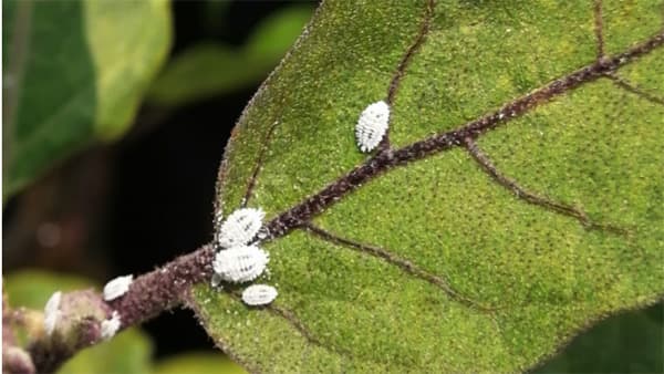 クロテンコナカイガラムシを初確認