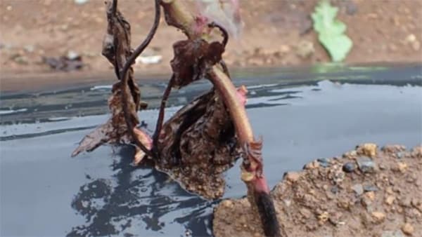 サツマイモ基腐病を東京で初めて確認