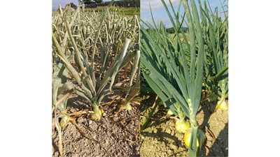 タマネギでネギアザミウマ多発　アブラナ科野菜でも注意を