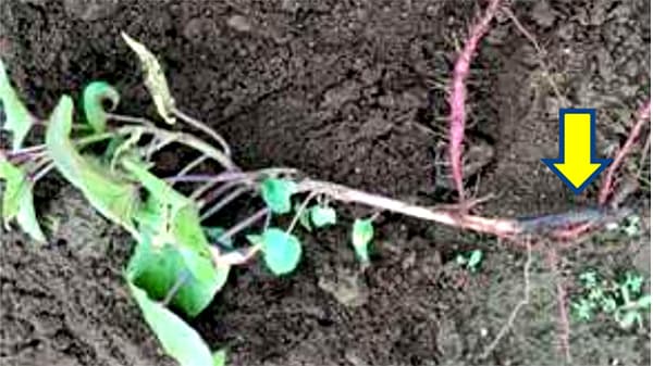 千葉県でもサツマイモ基腐病を初確認　関東地方で4都県目