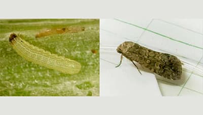 サツマイモでシロイチモジヨトウ多発　誘殺数は平年の約4倍