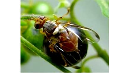 沖縄県全域でナスミバエに警戒を