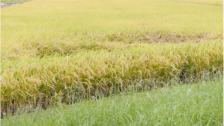 東海、近畿でウンカ多発に注意　農水省－病害虫発生予報5号