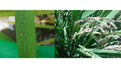 いもち病急増で注意報、穂いもちへの移行を懸念