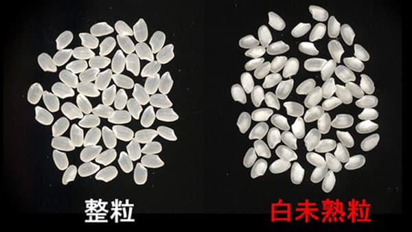 白未熟粒発生率　今世紀半ば20％予測　深刻な温暖化影響－農研機構