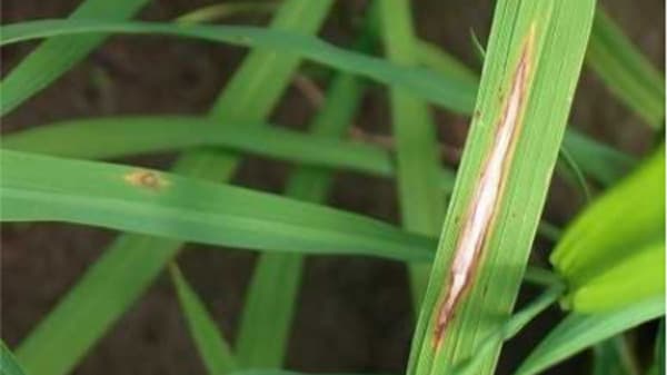 いもち病に県内全域で注意、向こう2週間は発生に好適な気象条件続く