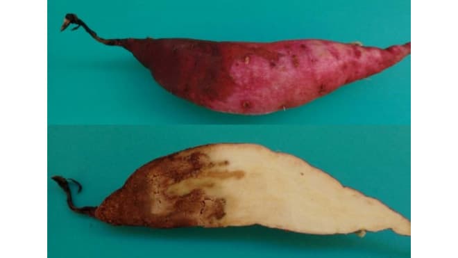 愛媛県でサツマイモ基腐病が発生　全国的な拡大に警戒