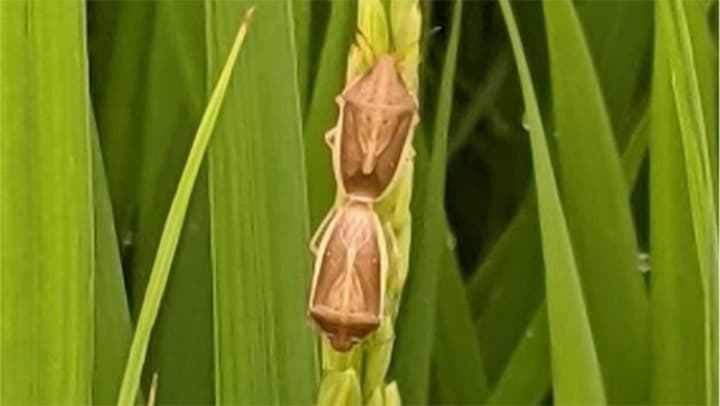 県下全域で斑点米カメムシ類確認　誘殺頭数は平年の約2.7倍