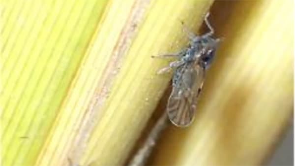 8月以降の増殖に警戒　ウンカ多発で防除徹底を