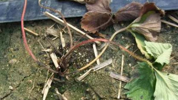 イチゴ炭疽病の発病株が過去10年で最多