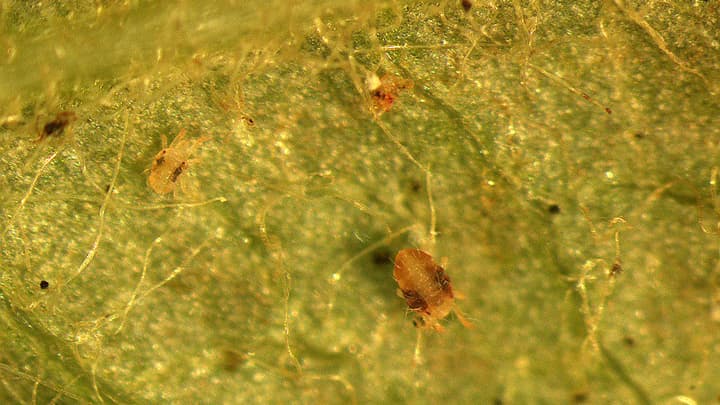 県内各地のリンゴ園地でハダニ類が増加