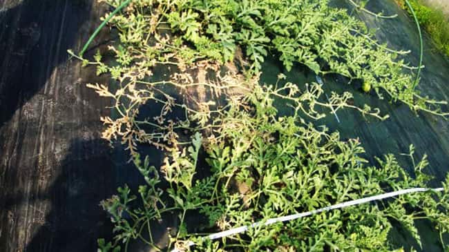 スイカ炭腐病を道内で初確認