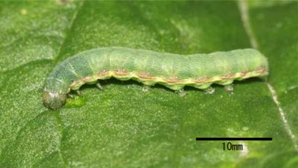 シロイチモジヨトウの多発で防除徹底を