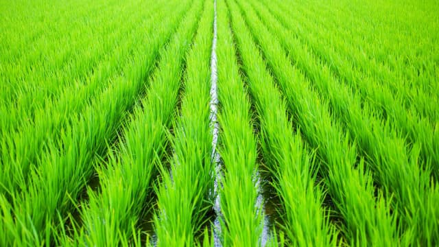 【本紙独自調査】米需給調整　正念場　200ＪＡ米担当者の声【北海道　東北】