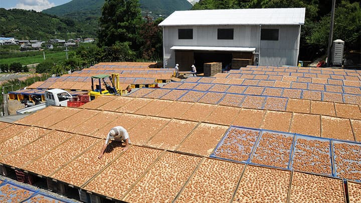【特集：許すな命の格差　築こう協同社会】現地ルポ：和歌山県・ＪＡ紀南　梅を主力に持続可能な地域共生へ　産業化で若者の定住支援