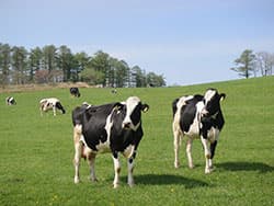 政府の意図が明確すぎるＴＰＰの影響再試算