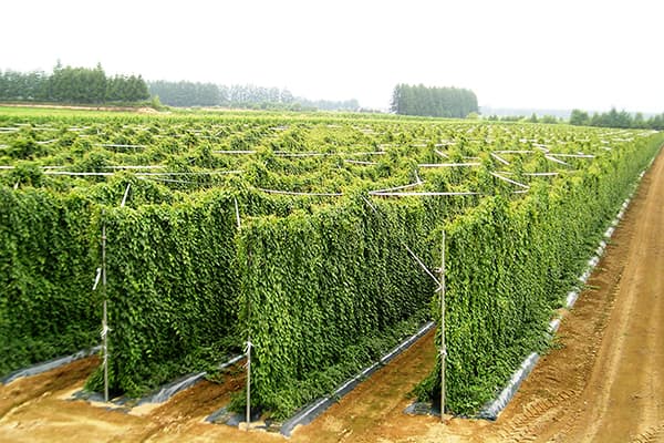 農業者を愚弄するんじゃねえ！【時田則雄】