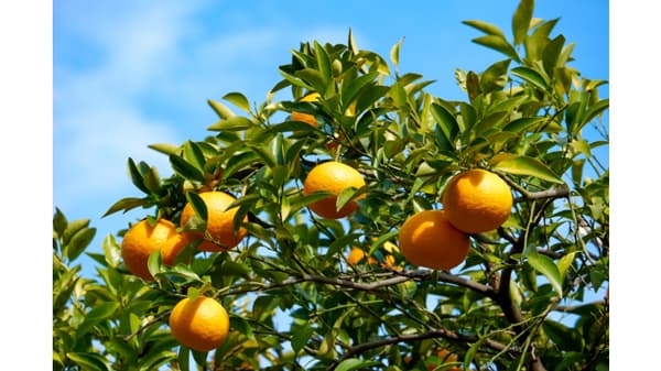 かんきつは事前予防（1）防除暦使い"先手"【サステナ防除のすすめ2025】