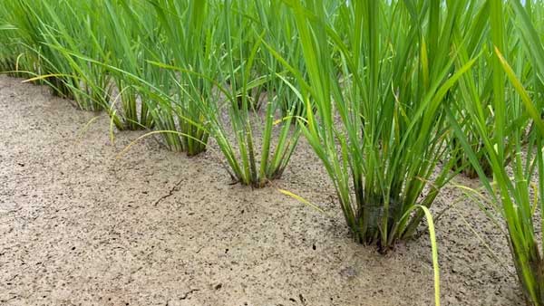 フェイガーと連携　水田中干延長によるカーボンクレジットの創出へ　クミアイ化学工業