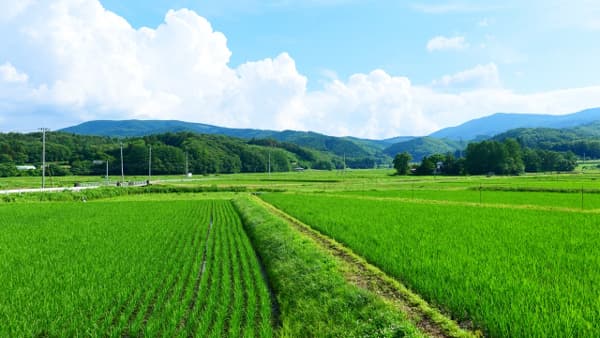 【サステナ防除のすすめ2025】水稲害虫の防ぎ方「育苗箱処理と兼ねて」