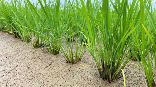 フェイガーと連携　水田中干延長によるカーボンクレジット創出へ　クミアイ化学