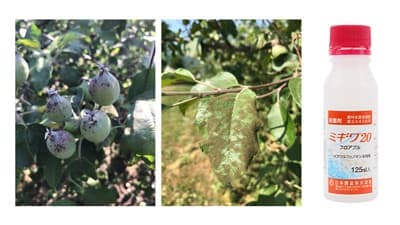 新規殺菌剤「ミギワ20フロアブル」青森県から「令和4年度青森りんご勲章」　日本曹達