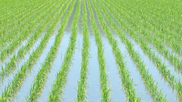 【現場で役立つ農薬の基礎知識2024】水稲の本田防除　予防散布が安定効果生む