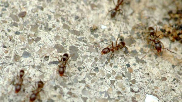大阪空港敷地内でアルゼンチンアリが大量繁殖　環境省などが防除対策へ