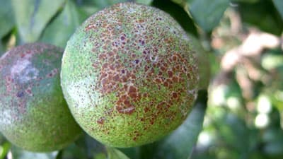 【現場で役立つ農薬の基礎知識 2024】防除は適期に！5月から梅雨期までが最重要　ミカン主要病害虫防除のポイント