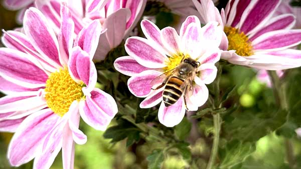 イミダクロプリド　使用方法守ればミツバチに影響なし　農水省