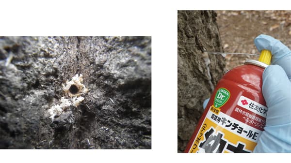 「園芸用キンチョールE」でナラ枯れ対策　カシノナガキクイムシ駆除で適用拡大　森林総研