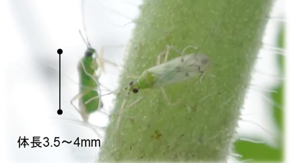 天敵昆虫「タバコカスミカメ」生物農薬として7月7日に販売開始　農研機構