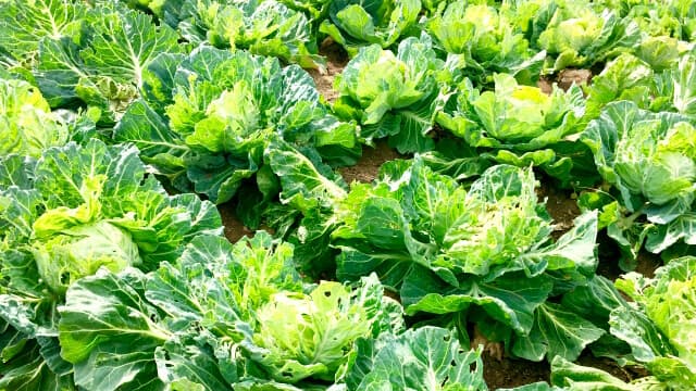 秋冬野菜の病害虫防除【現場で役立つ農薬の基礎知識2020】