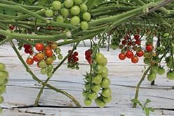 【現場で役立つ農薬の基礎知識2016】春夏野菜の病害虫防除 密度が低い時が絶好のチャンス