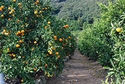 【現場で役立つ農薬の基礎知識2016】ミカンの病害虫防除　初期段階での対応がもっとも重要