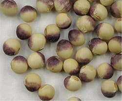 【大豆】発生状況に合わせて 臨機応変な防除を