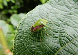 果樹カメムシ防除のポイント 飛来確認したら迅速に薬剤散布
