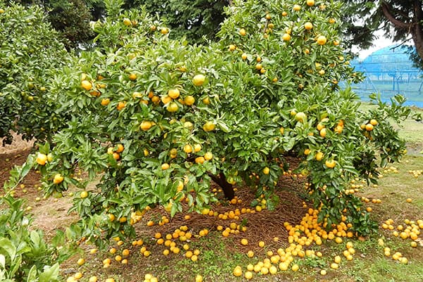 【現場で役立つ農薬の基礎知識2018】果樹カメムシ防除のポイント　飛来初期の低密度時に防除を