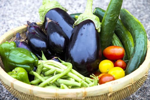 【現場で役立つ農薬の基礎知識2019】春野菜　防除のコツ　病害虫の発生初期を見逃すな