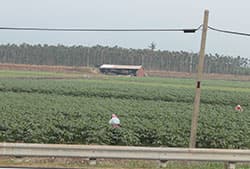 活力あふれる台湾の農業 ――台湾国際果実・野菜見本市で感じたこと 台湾の農業事情（上）