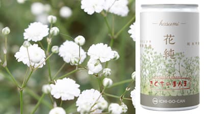 ＪＡ菊池の「カスミソウ」花酵母で醸した「日本酒ICHI-GO-CAN」発売　Agnavi