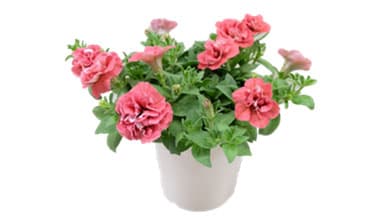 「母の日ギフト」千葉大生が育種開発したペチュニアなど花の直売会開催