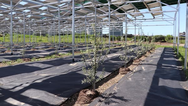 ソーラーシェアリングでオリーブ栽培による荒廃農地再生をサポート　千葉エコ・エネルギー