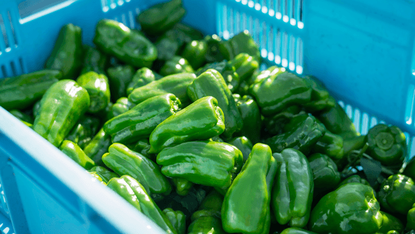 先輩移住者による宮崎移住の本音トーク「就農講座」10日に開催