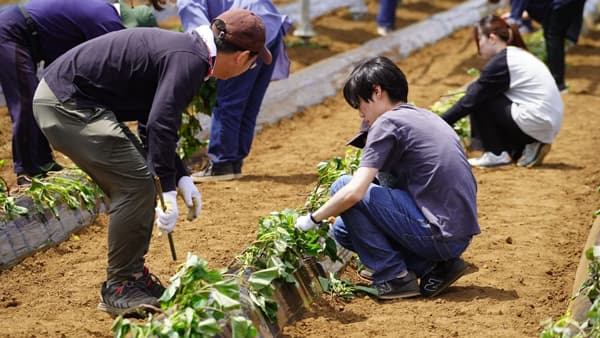 つなぐファームが地域交流イベント　5月11日に千葉市でサツマイモの植え付け体験　千葉エコ・エネルギー