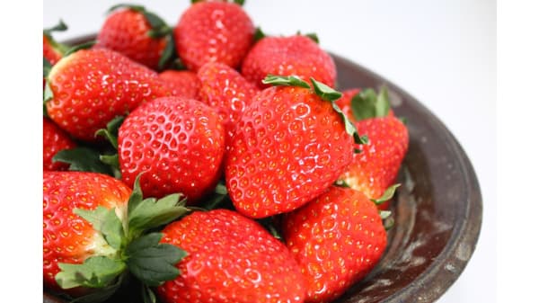 なら近大農法で栽培「コープの農場のいちご」販売開始　ならコープ