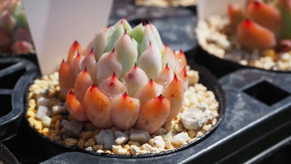 植物との一期一会を　ECサイト「welzo STORE」オープン