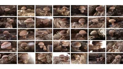 農家を応援できる"しいたけNFT"　北海道の農家が発行　サホロ椎茸
