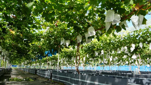 東邦ガス　根域制限栽培によるシャインマスカット生産を支援　日本農業