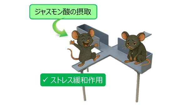 ジャスモン酸　動物で精神的ストレス低減効果を発揮するメカニズムを解明　明治大学